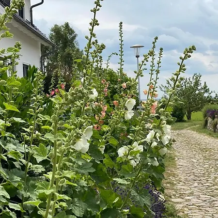 Ferienwohnung Gross Zicker